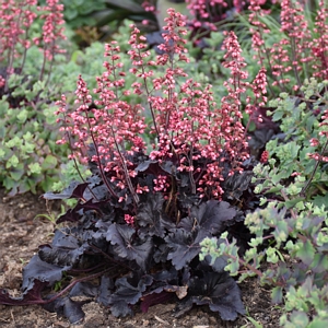 Heuchera Timeless Night